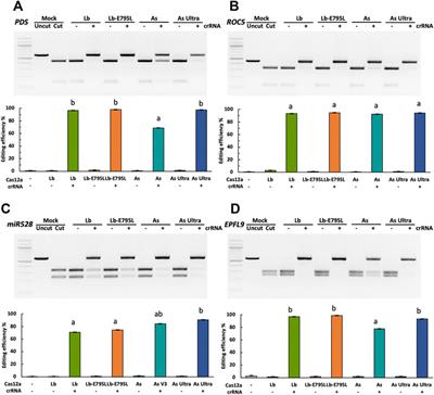 Highly Efficient Genome Editing in Plant Protoplasts by Ribonucleoprotein Delivery of CRISPR-Cas12a Nucleases